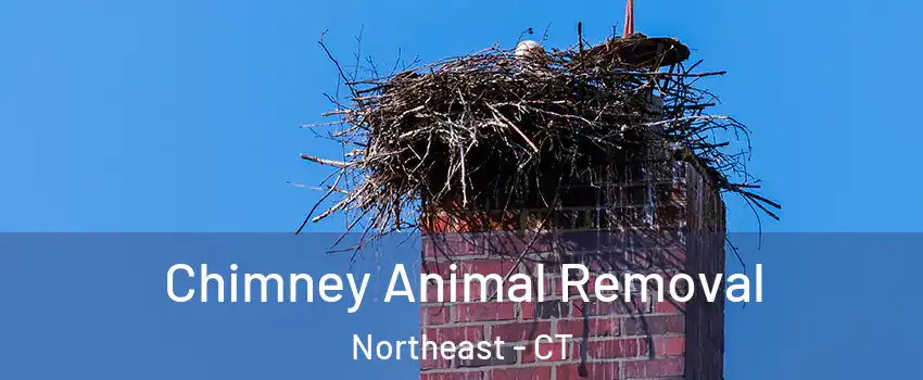 Chimney Animal Removal Northeast - CT