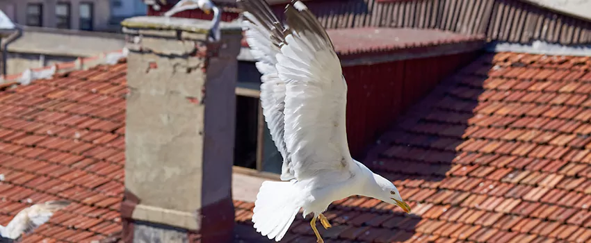 Residential Chimney Animal Removal Solution in North Meadows, CT